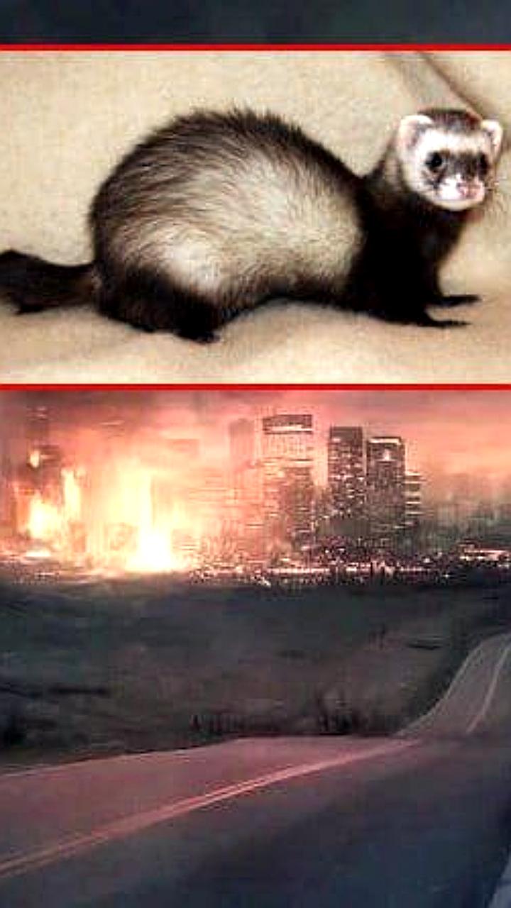 Реутов объявлен неблагополучным по бешенству после случая с хорьком