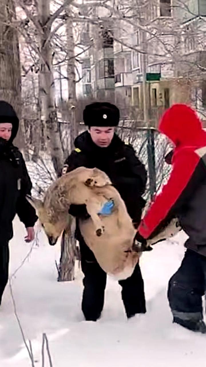 Житель Красноярского края спас косулю от собак и вызвал помощь