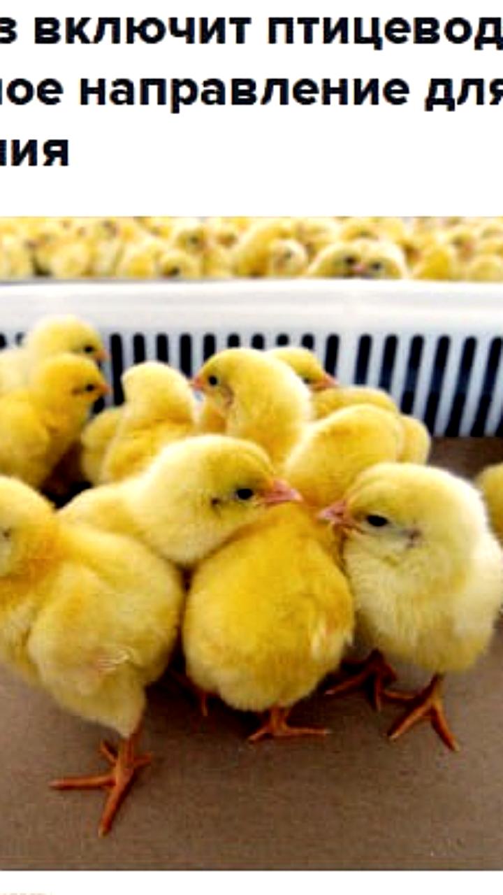 Минсельхоз запускает льготное кредитование для производителей мяса птицы и яиц