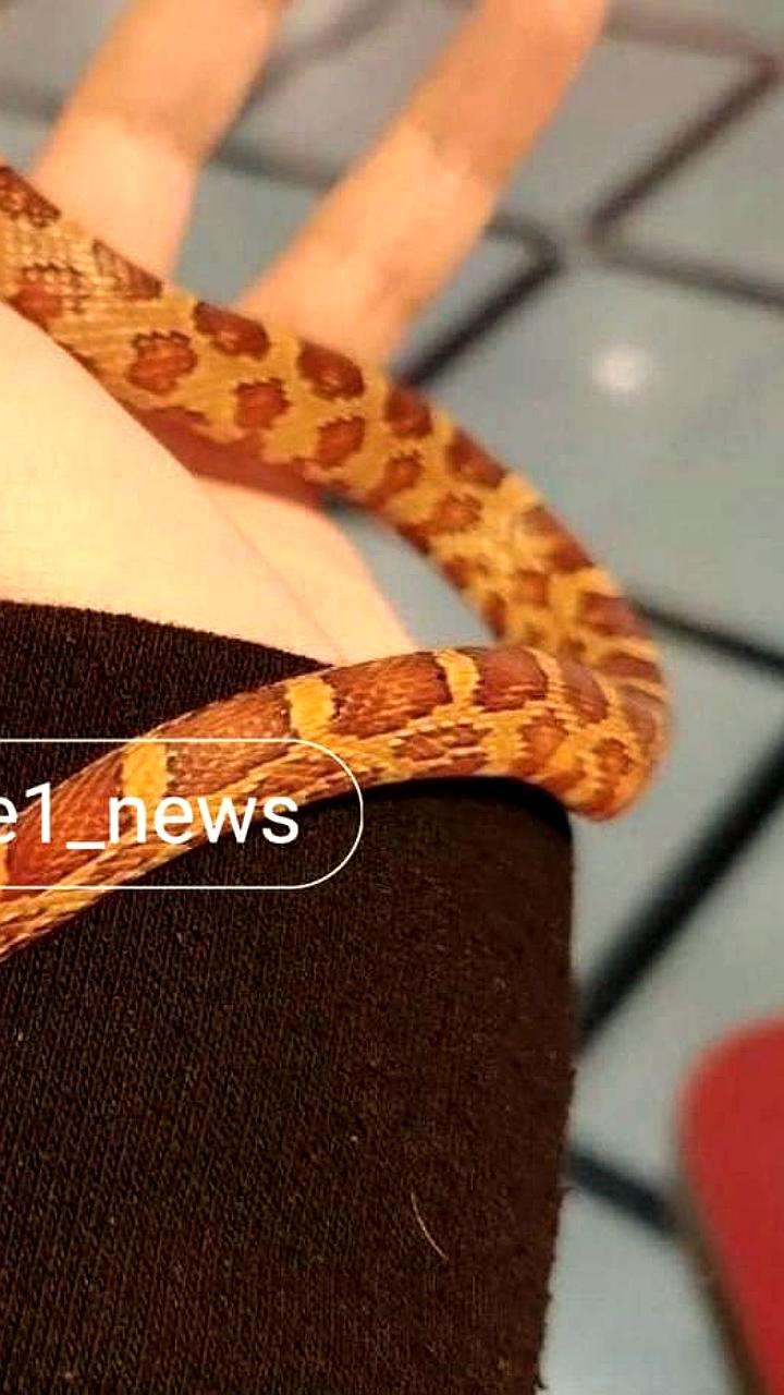 В Екатеринбурге в трамвае сбежала змея