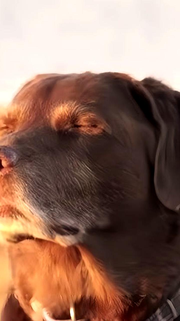 В Петербурге прошли рейды по контролю за выгулом собак: 52 протокола и 115 тысяч рублей штрафов