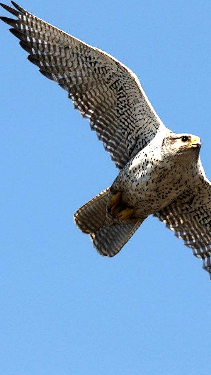 В Хабаровске судят пятерых за незаконную добычу краснокнижных кречетов