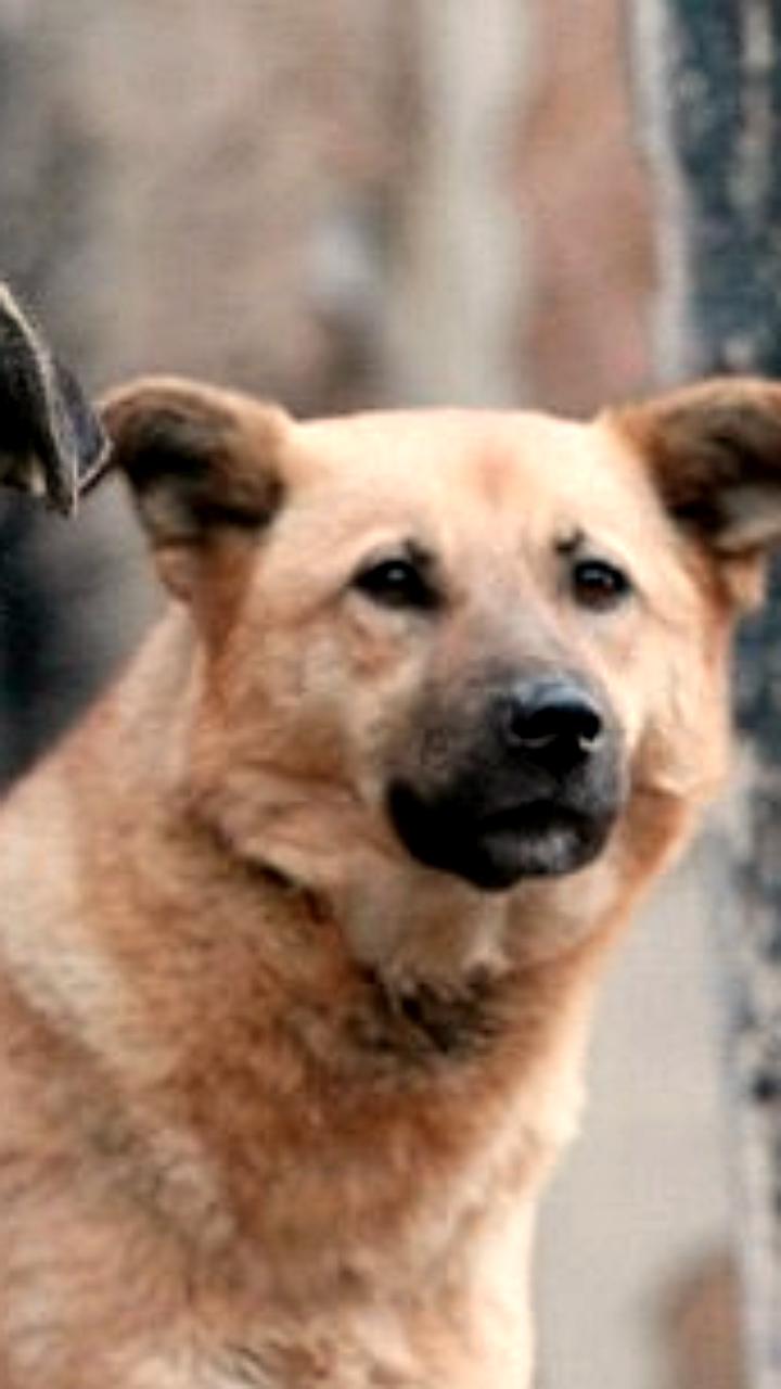 В Иркутской области предложен законопроект о регулировании бездомных собак и их эвтаназии