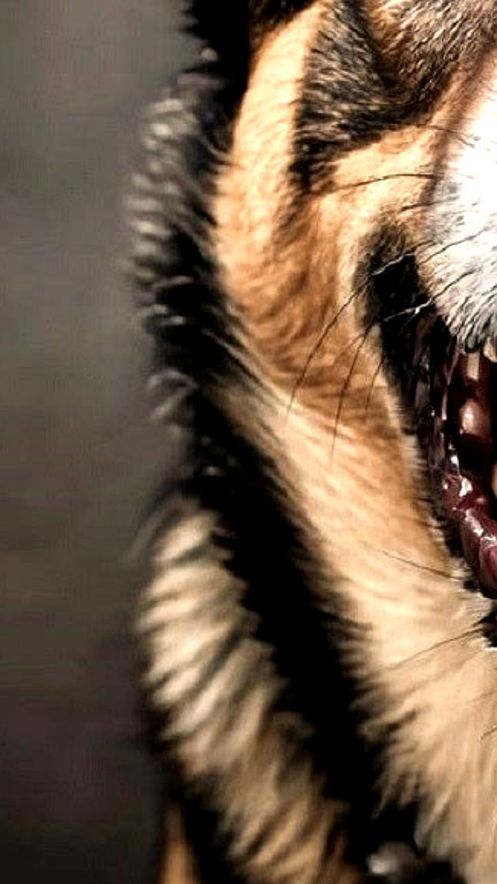 Прокуратура Вилючинска проверяет инцидент с нападением бездомной собаки на подростка