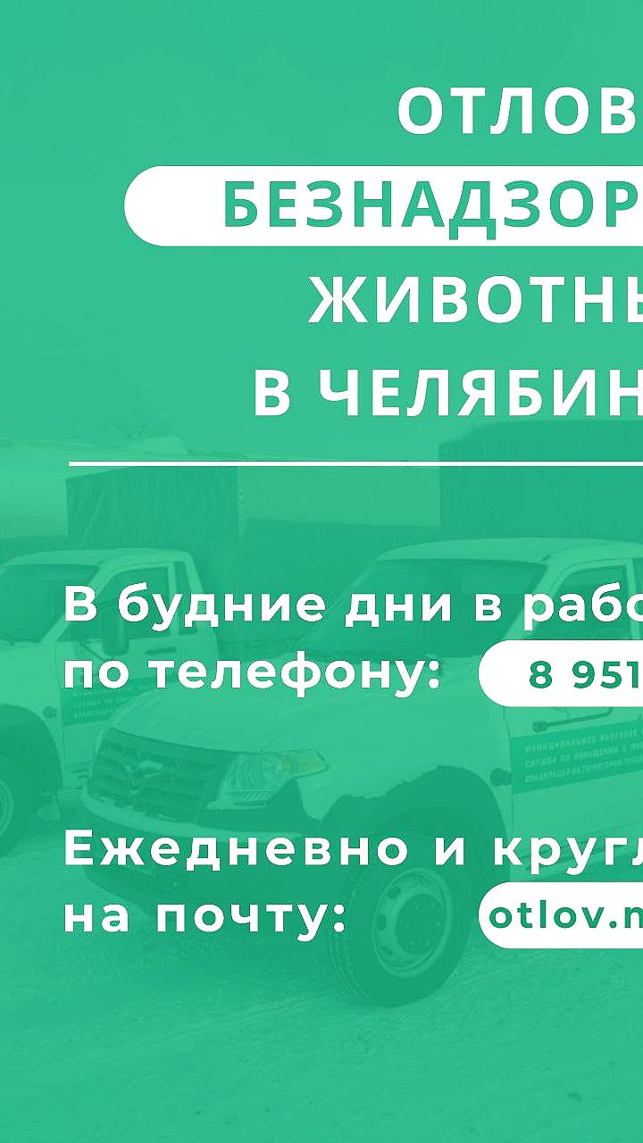 В Тазовском районе стартовал плановый отлов безнадзорных животных