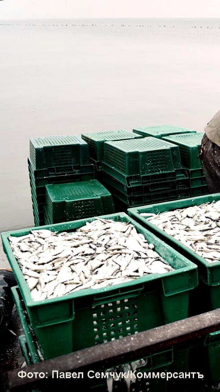 Рыбопромышленники России требуют сохранить субсидии на экспорт морепродуктов