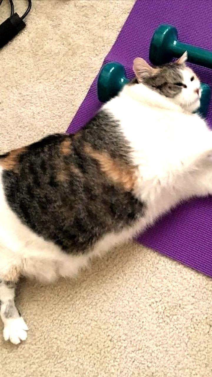 В России предложили установить дресс-код для посетителей спортзалов