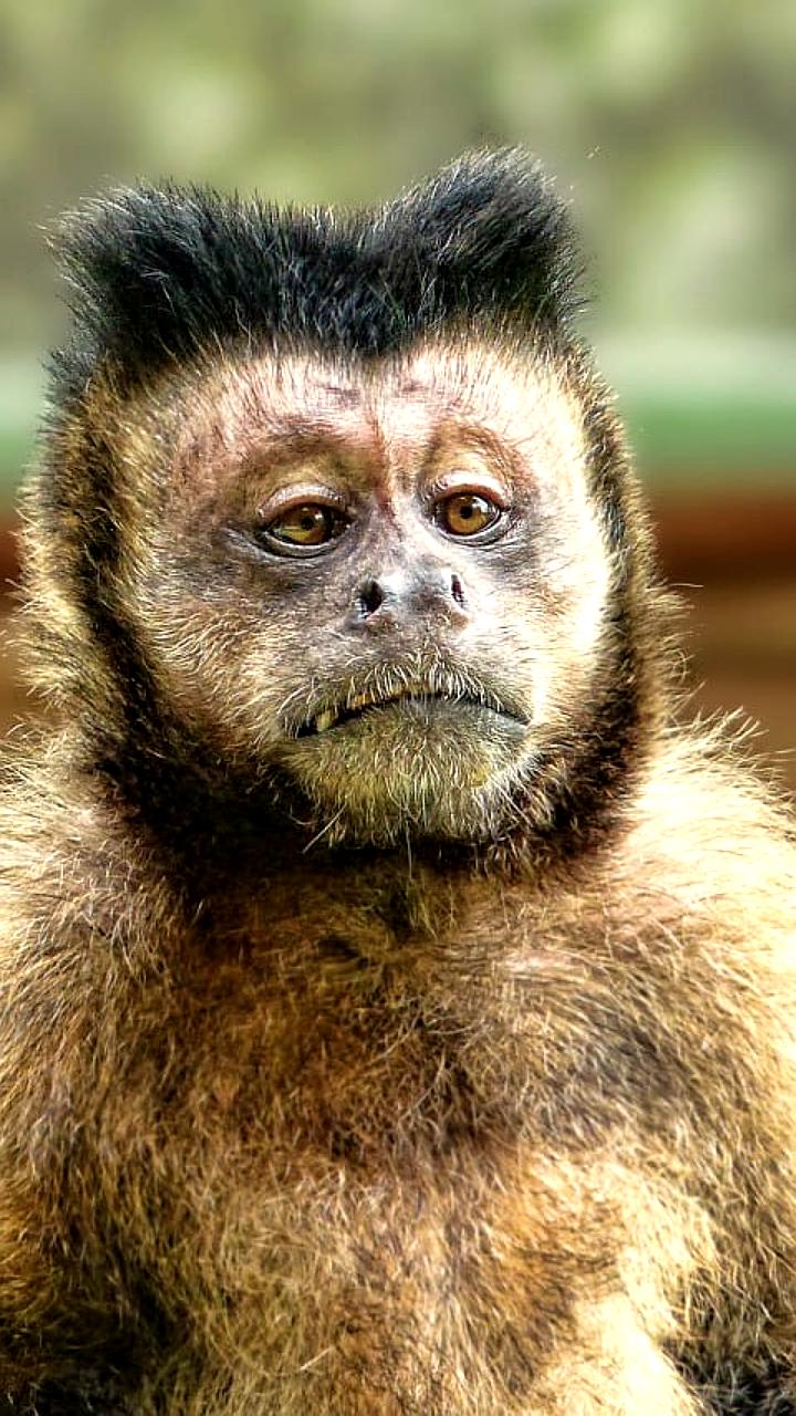 В России зарегистрированы случаи оспы обезьян, Геннадий Онищенко комментирует ситуацию