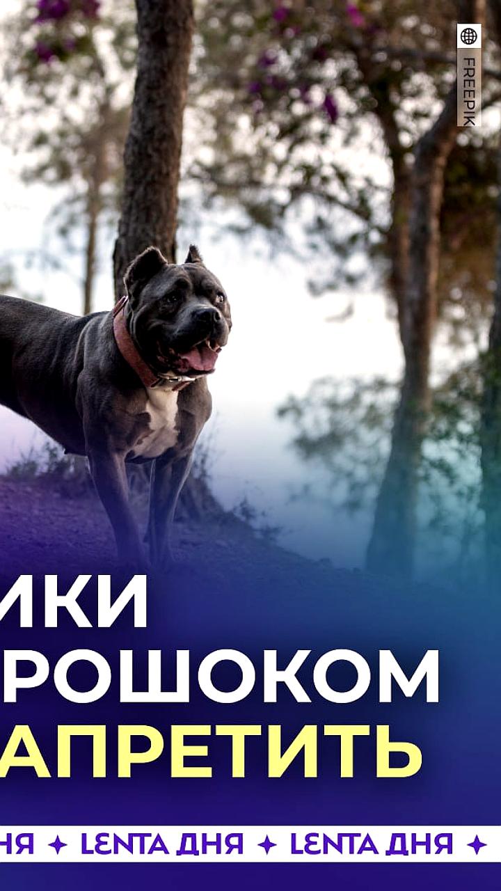 Госдума предложила запретить ошейники с электрошоком для животных