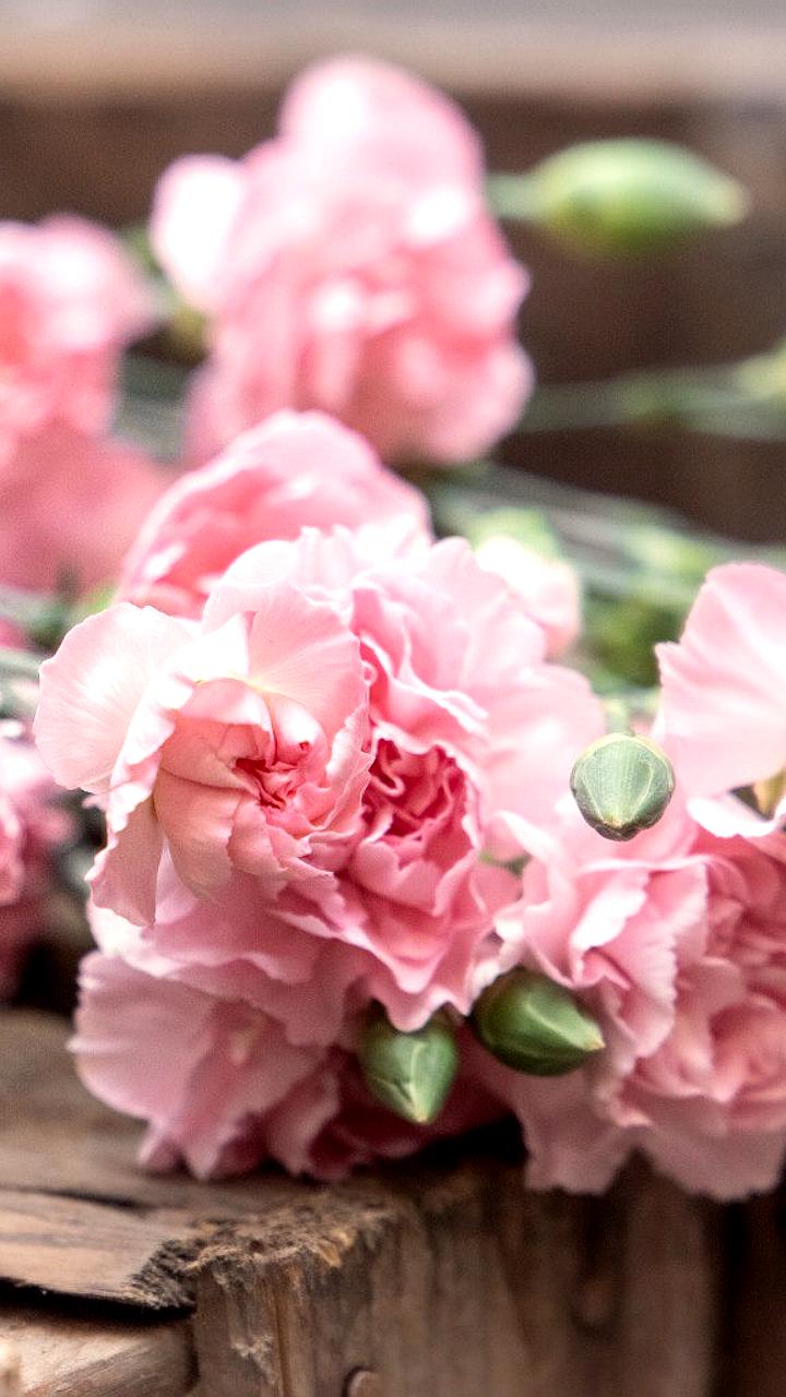 На границе Приморья и Хабаровска остановлены крупные партии цветов из Китая из-за карантинных вредителей