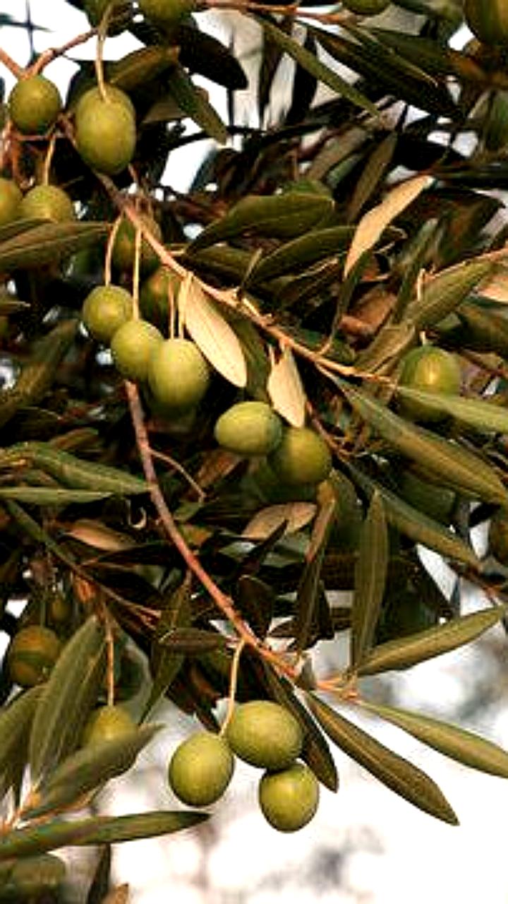 В Дагестане заложат оливковый сад и запустят производство оливкового масла