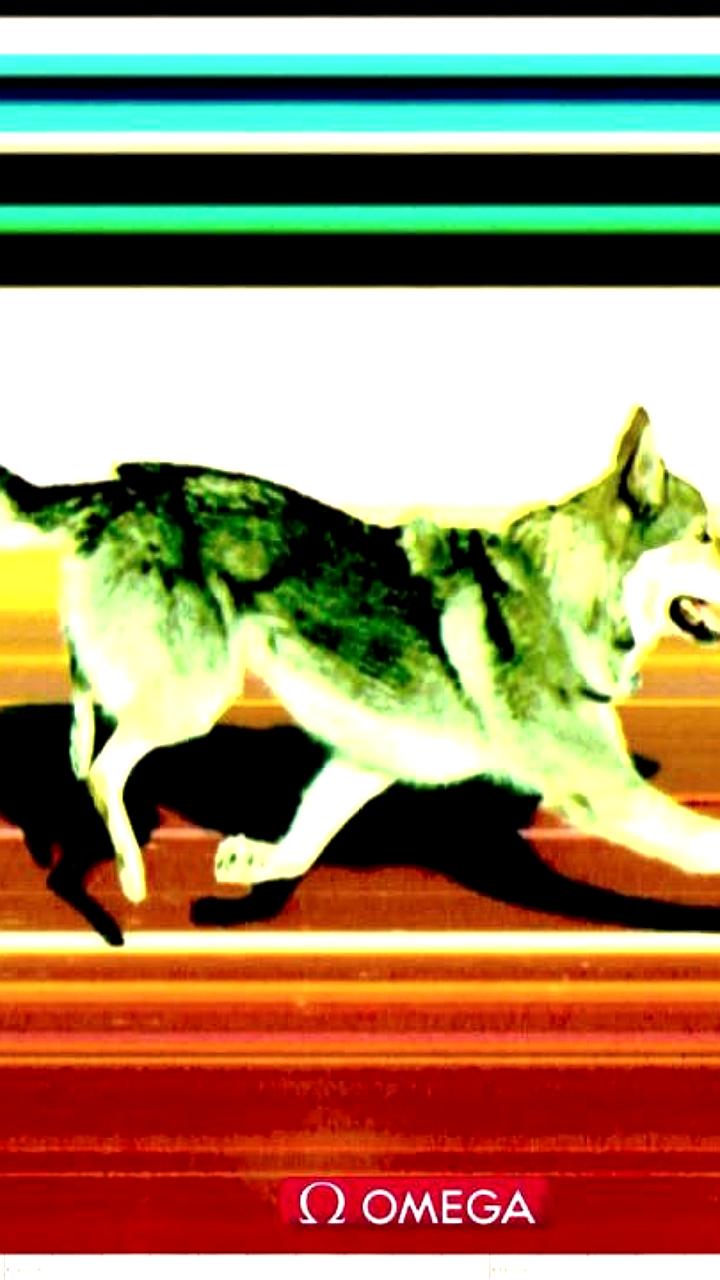 Собака стала неожиданным участником квалификации лыжных гонок на Олимпиаде