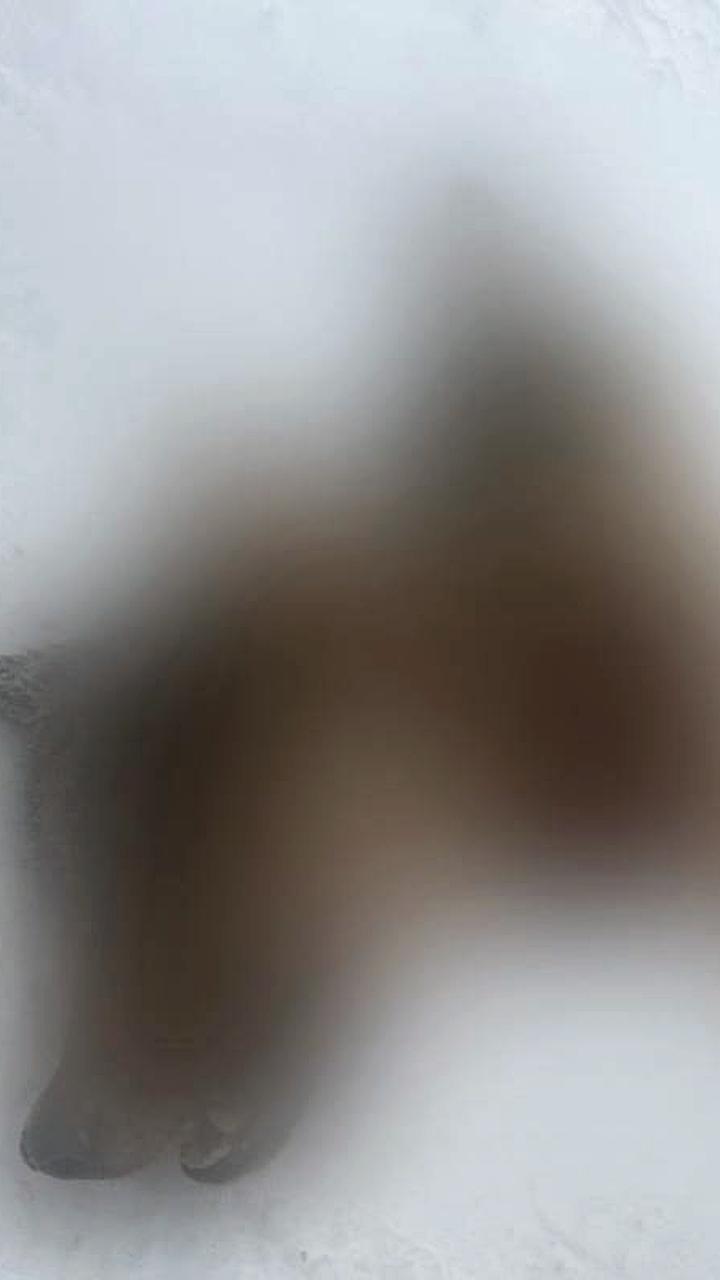 Стая волков замечена в Лешуконском районе: рекомендации по безопасности для местных жителей