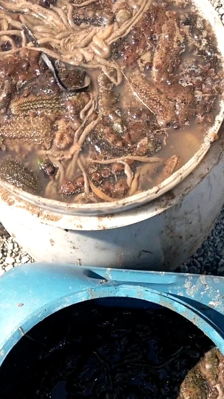 Браконьер с Камчатки оштрафован на 558 тысяч рублей за незаконный улов лосося