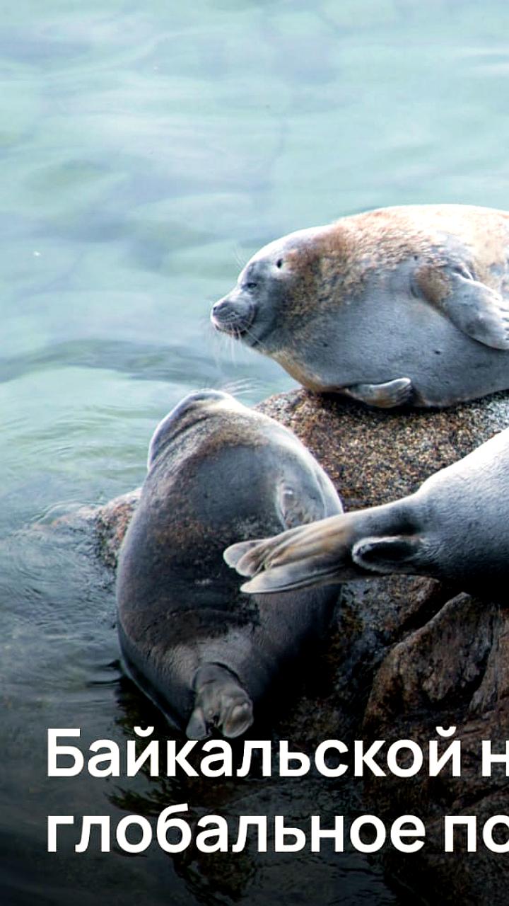 Изменения климата влияют на поведение байкальских нерп, ученые исследуют новые стратегии выживания