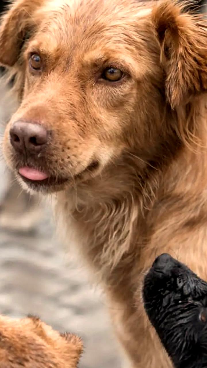 В Ессентуках мэр сообщил о нападении на службу отлова животных