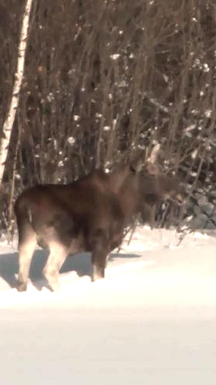 Жители Красноярского края спасли медвежонка после падения дерева