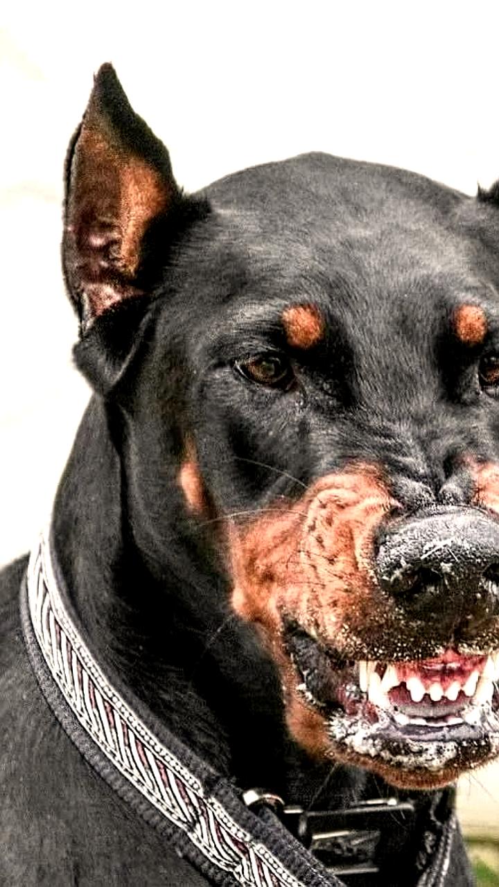 Во Владивостоке три добермана напали на девушку и её собаку