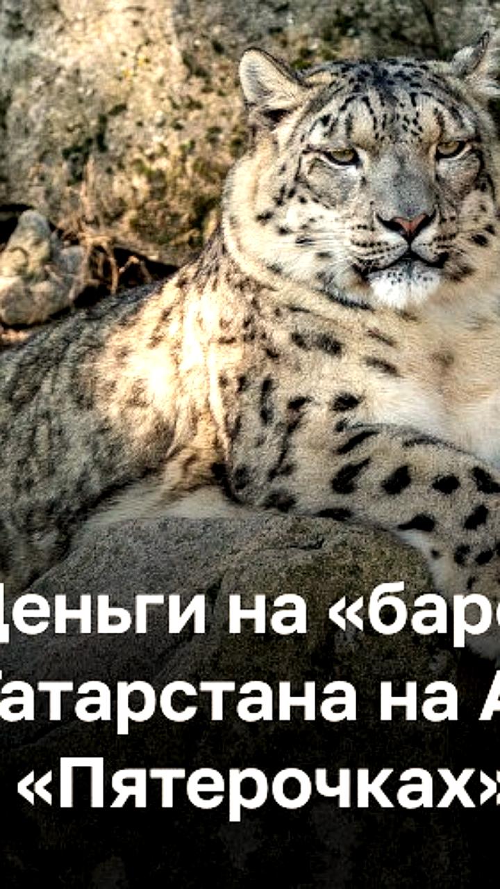 Торговые сети и Татспиртпром запускают проект по сохранению снежного барса