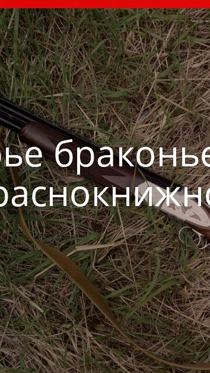 В Сурхандарье застрелен краснокнижный горный баран с ущербом более 400 млн сумов