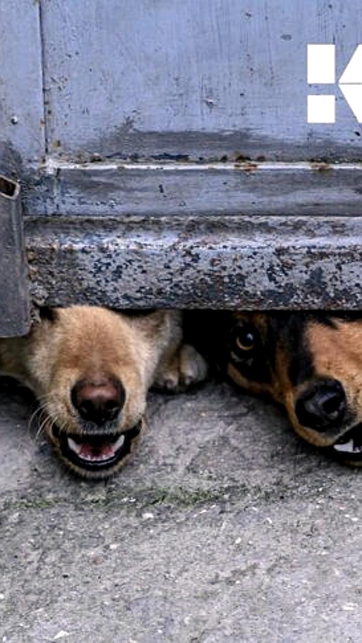 Суды взыскивают компенсации за укусы собак в Воронежской и Амурской областях