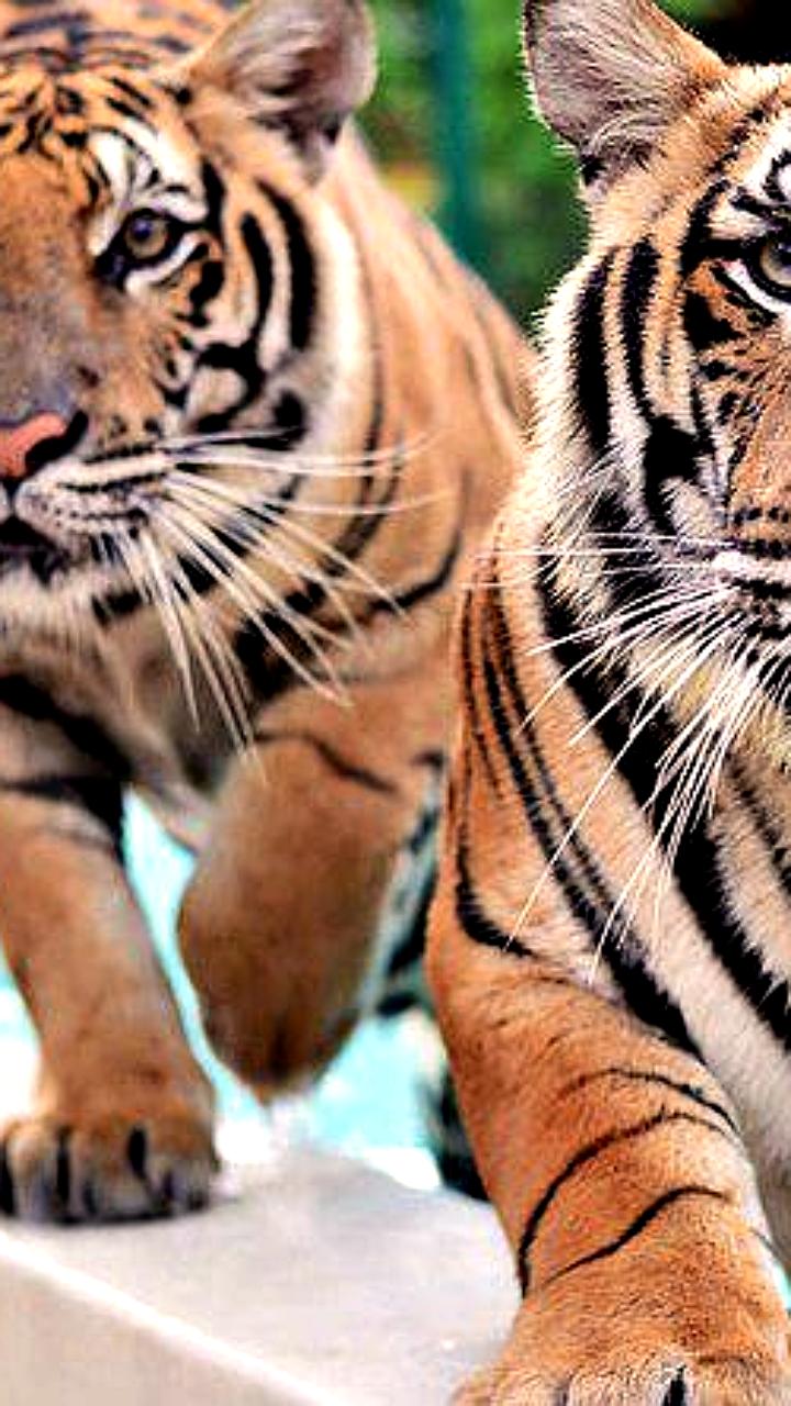 В Чиангмае зафиксирована массовая гибель тигров: 72 животных погибли от вируса