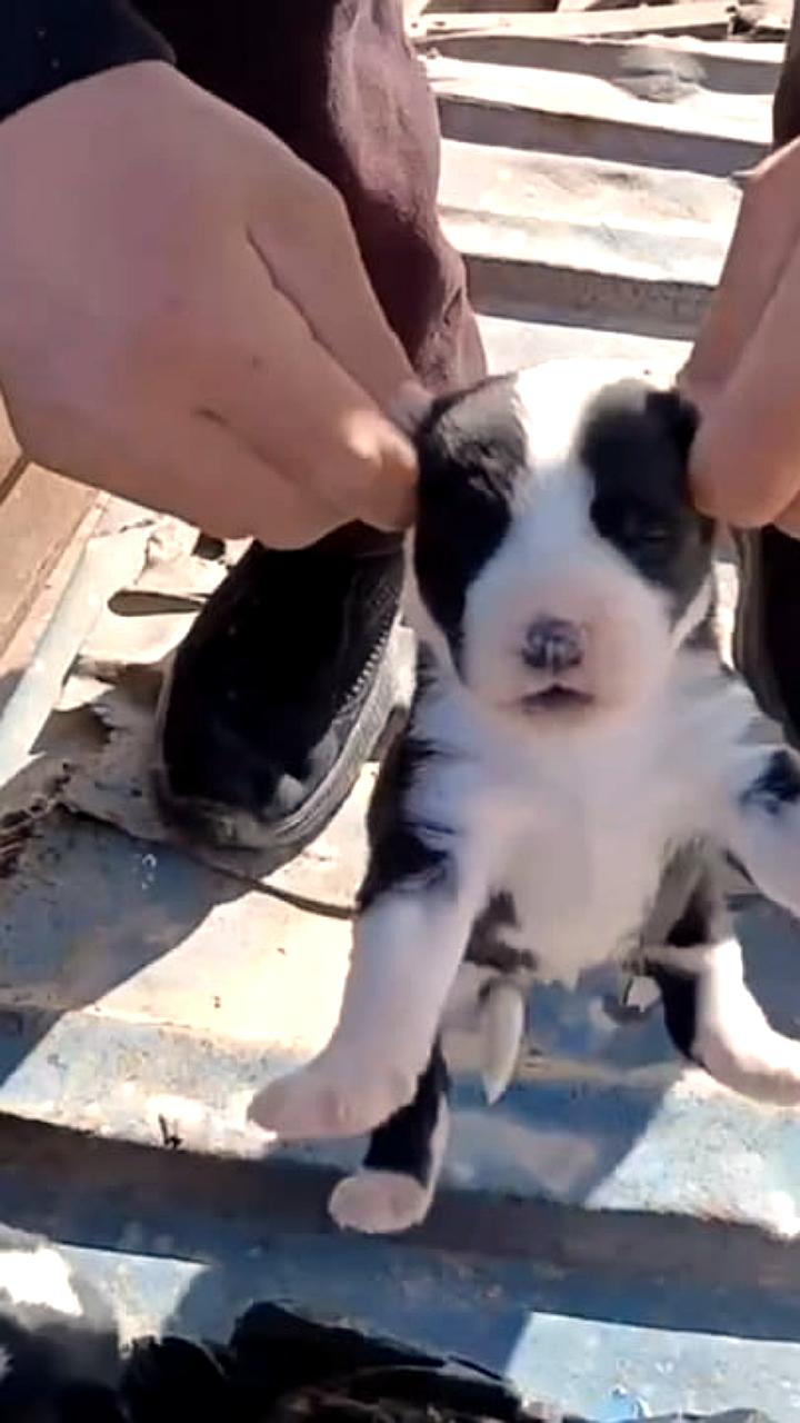 В Сурхандарье арестован живодер за жестокое обращение с щенками