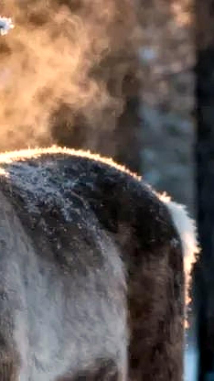 Соболь и олень: необычные события в Саяно-Шушенском заповеднике и на Масленичной ярмарке