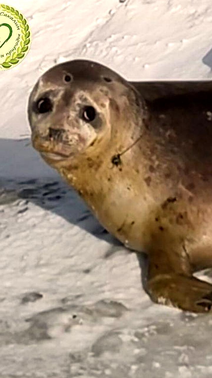 Спасение заблудившегося тюленя на Сахалине