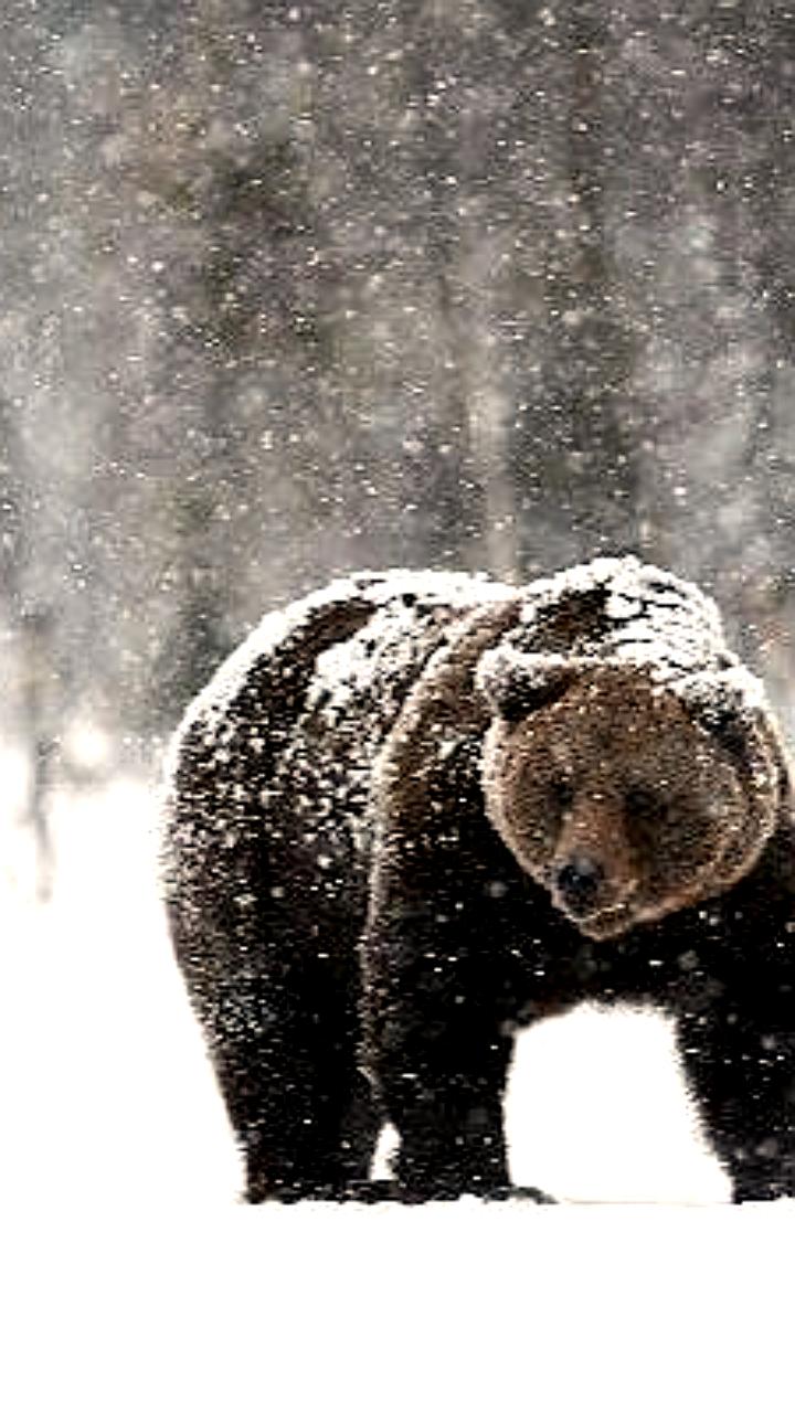 Медведь напал на сноубордиста в Белорецком районе: пострадавший в порядке