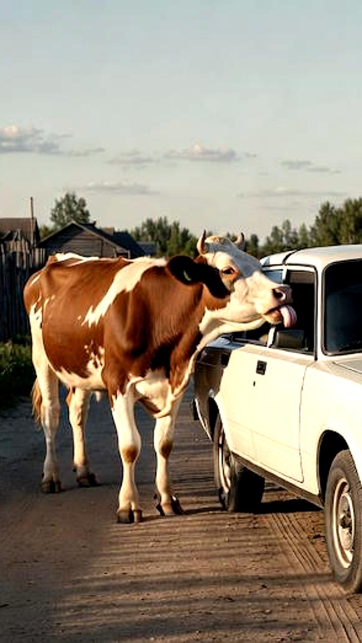 Kia Rio и Hyundai Solaris обошли ВАЗ 2107 на вторичном авторынке России