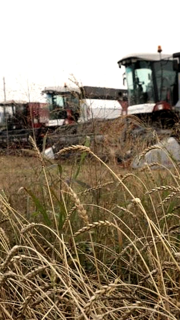 Снижение экспорта российской пшеницы на фоне мирового рекорда урожая