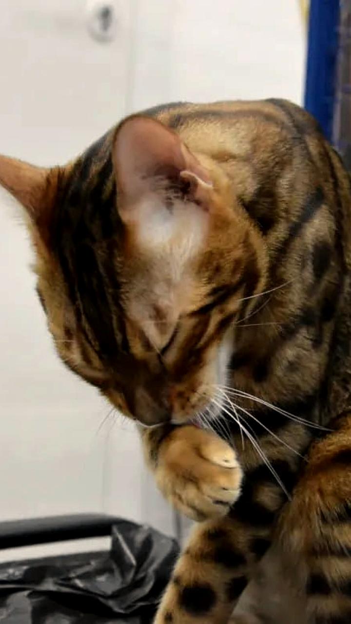 Калужские ветеринары проведут День кастрации для снижения популяции бездомных животных