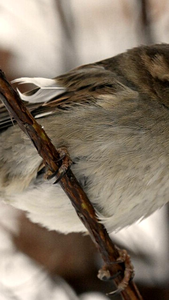 Воробьи в городах страдают от ожирения из-за фастфуда, утверждает биолог