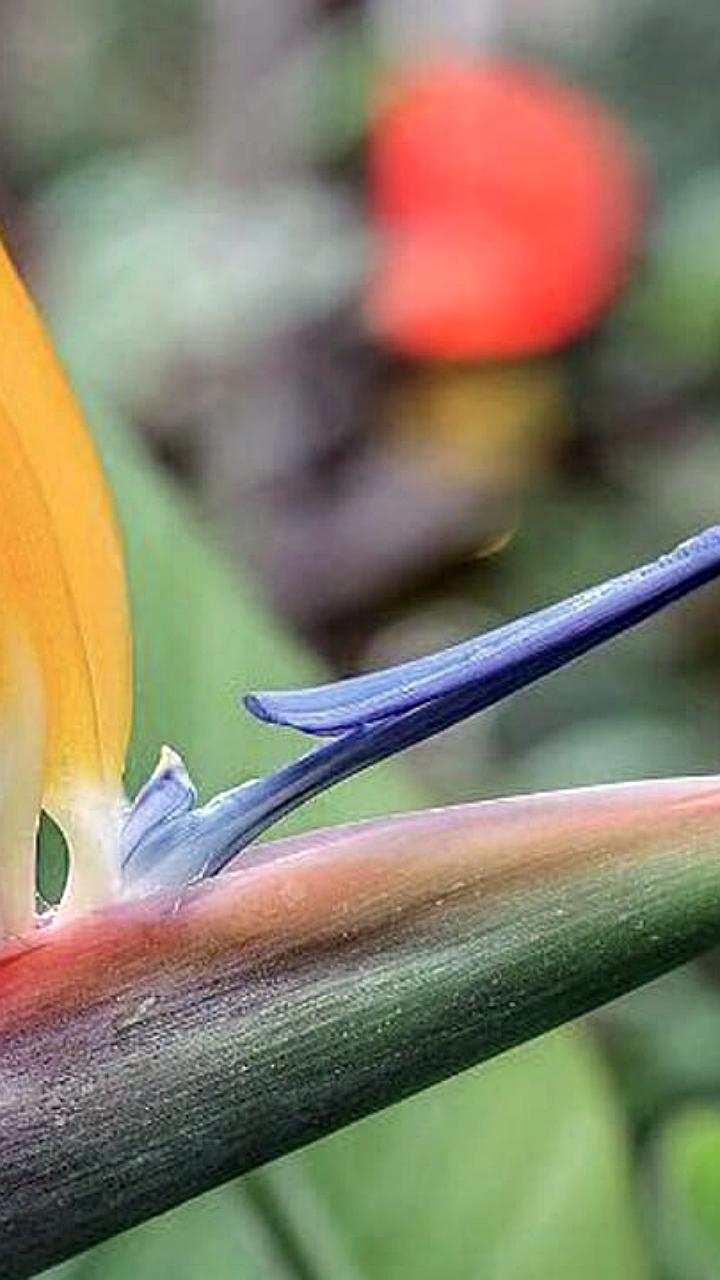 В ботаническом саду МГУ зацвела королевская стрелиция во время фестиваля Китайского Нового года