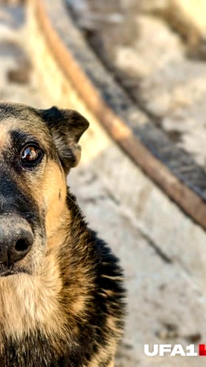 Неизвестные стреляют по собакам в районе Щитовой: шесть животных погибли