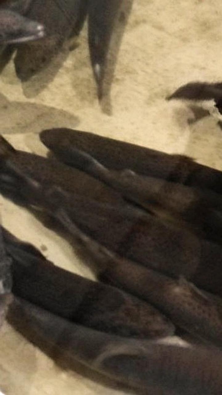 Выпуск более 1,3 миллиона молоди рыб в Мурманской и Архангельской областях