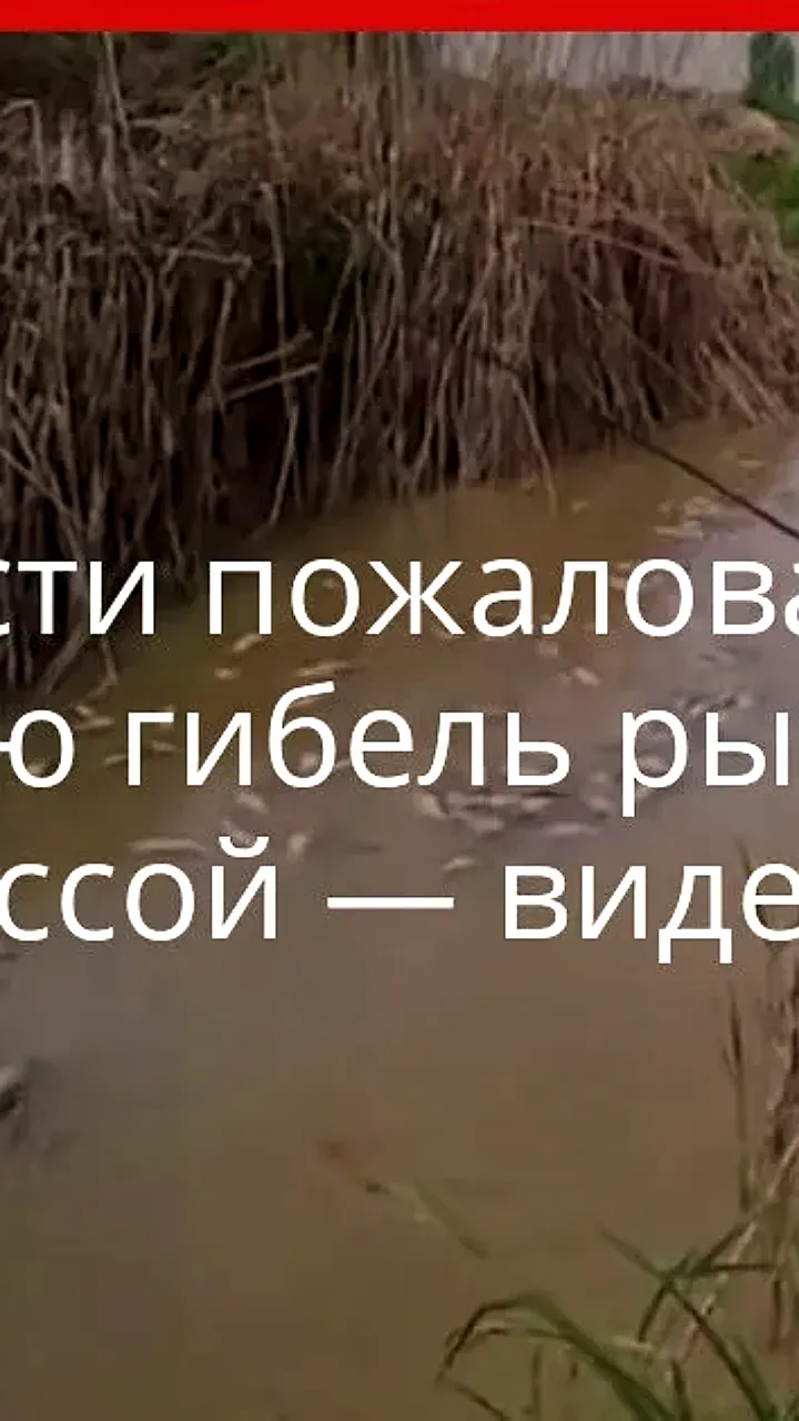 В Ташобласти предприятие Damachi balik получило штраф за массовую гибель рыбы