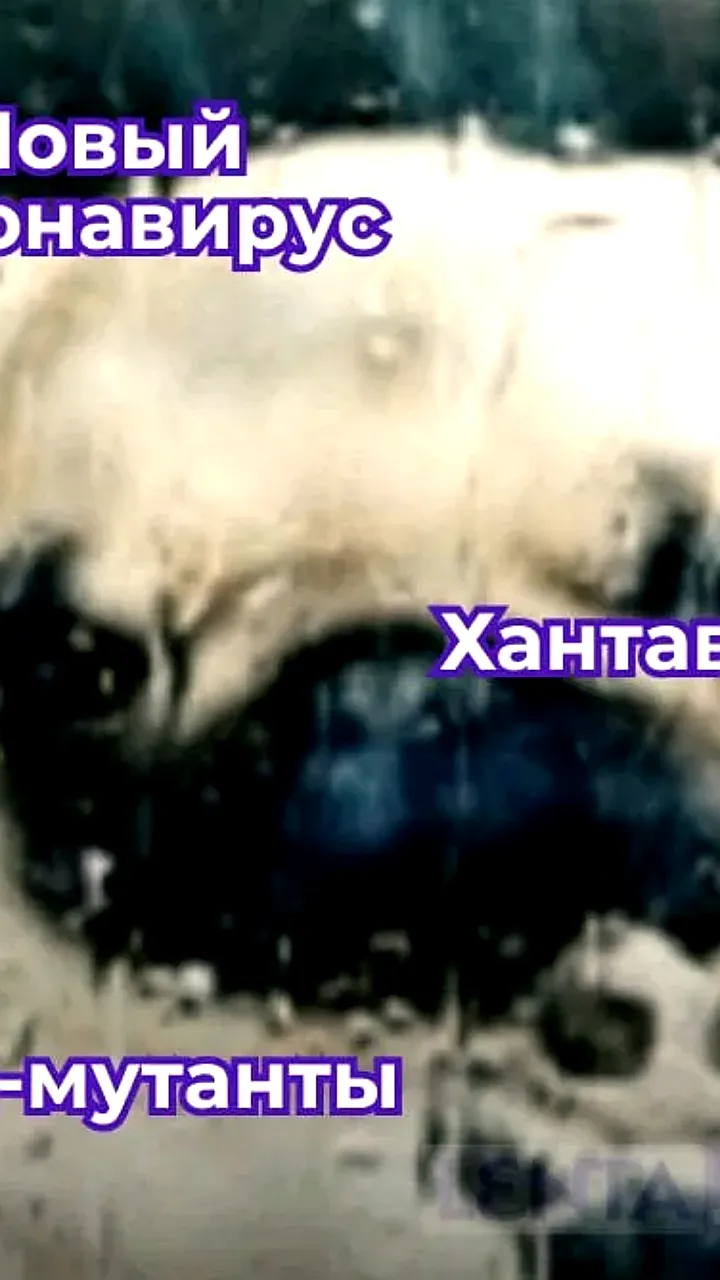 В Таиланде обнаружен новый штамм коронавируса у летучих мышей с низким риском передачи человеку