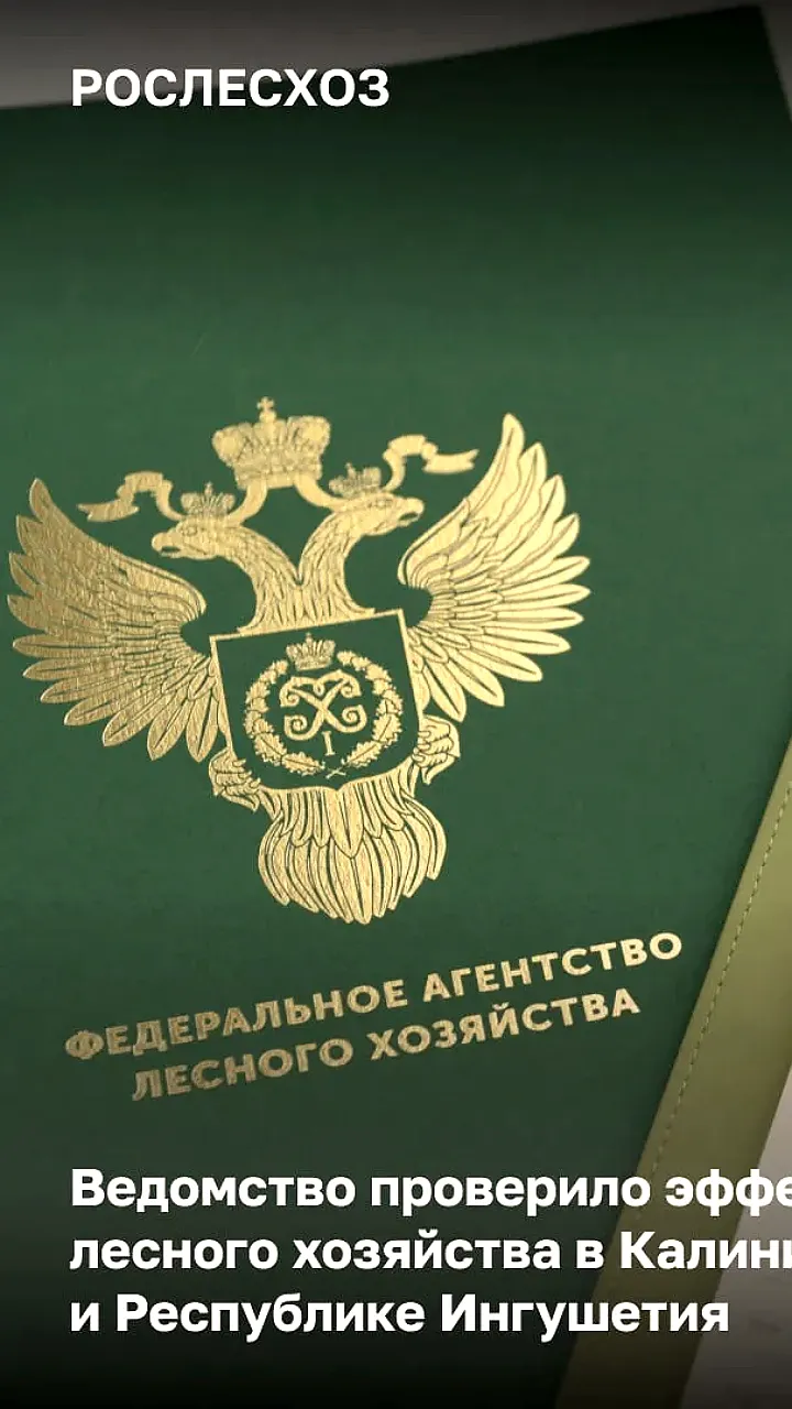 Рослесхоз и прокуратура выявили нарушения в лесном хозяйстве Калининградской области и Ингушетии
