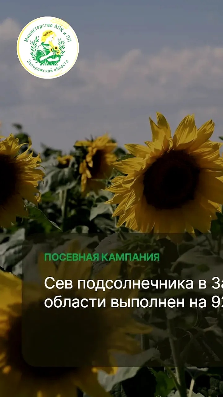Российские аграрии активно сеют подсолнечник: достигнуты значительные площади
